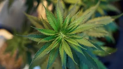 Cannabis colombiano hecho en Tocancipá pone sus ojos en Europa y EE.UU.