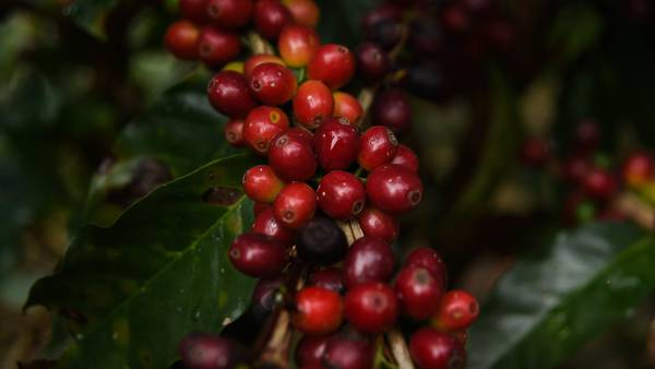 Café colombiano con cannabis medicinal quiere conquistar el mercado de EE.UU.dfd