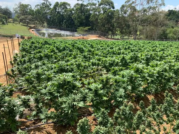 El cultivo de flor seca de cannabis de Allied Colombia SAS en La Mesa de los Santos, Santander.