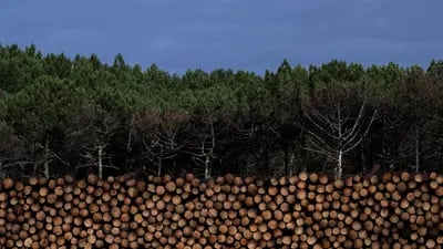 Esta fotografía tomada el 27 de septiembre de 2022 muestra troncos apilados de un bosque afectado por recientes incendios forestales, cerca de La Teste-de-Buch, suroeste de Francia. Fotógrafo: Philippe Lopez/AFP/Getty Images