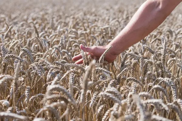 Ucrania es un importante productor de trigo y eso derivó en un alza de precios. (Foto: Nathan Laine/Bloomberg)