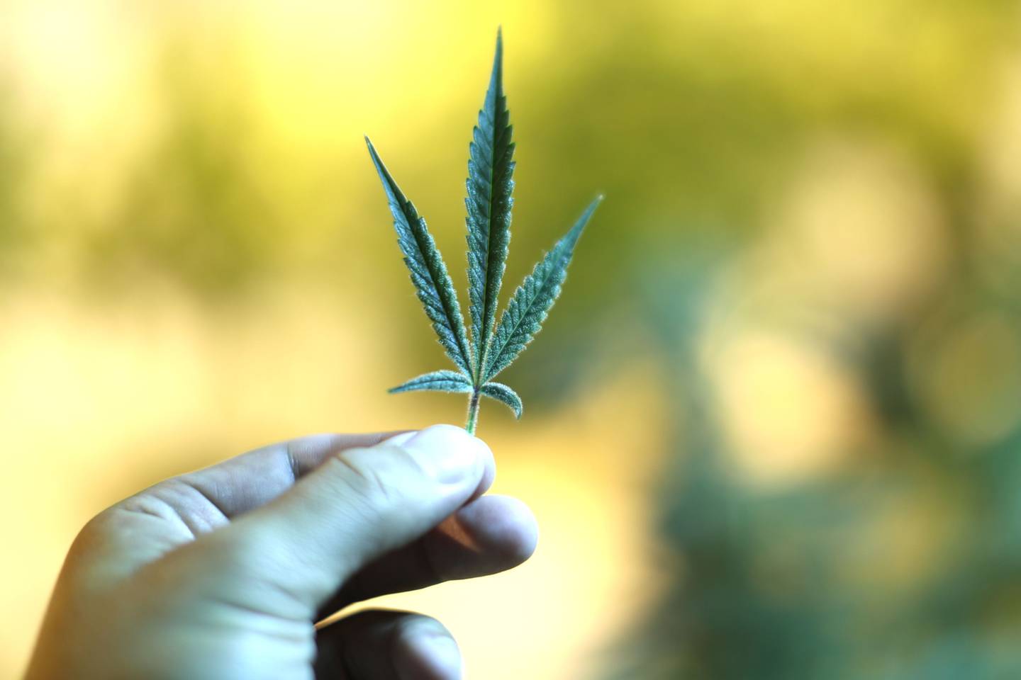 Uruguay led the world in legalizing most uses of marijuana in 2013.