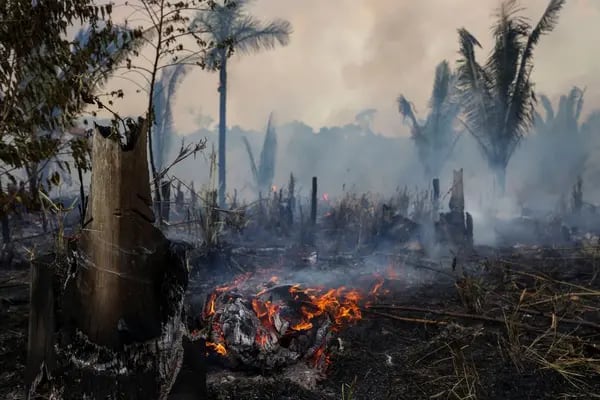 A burnt are of the Amazonia rainforest in Apui, southern Amazonas State.
