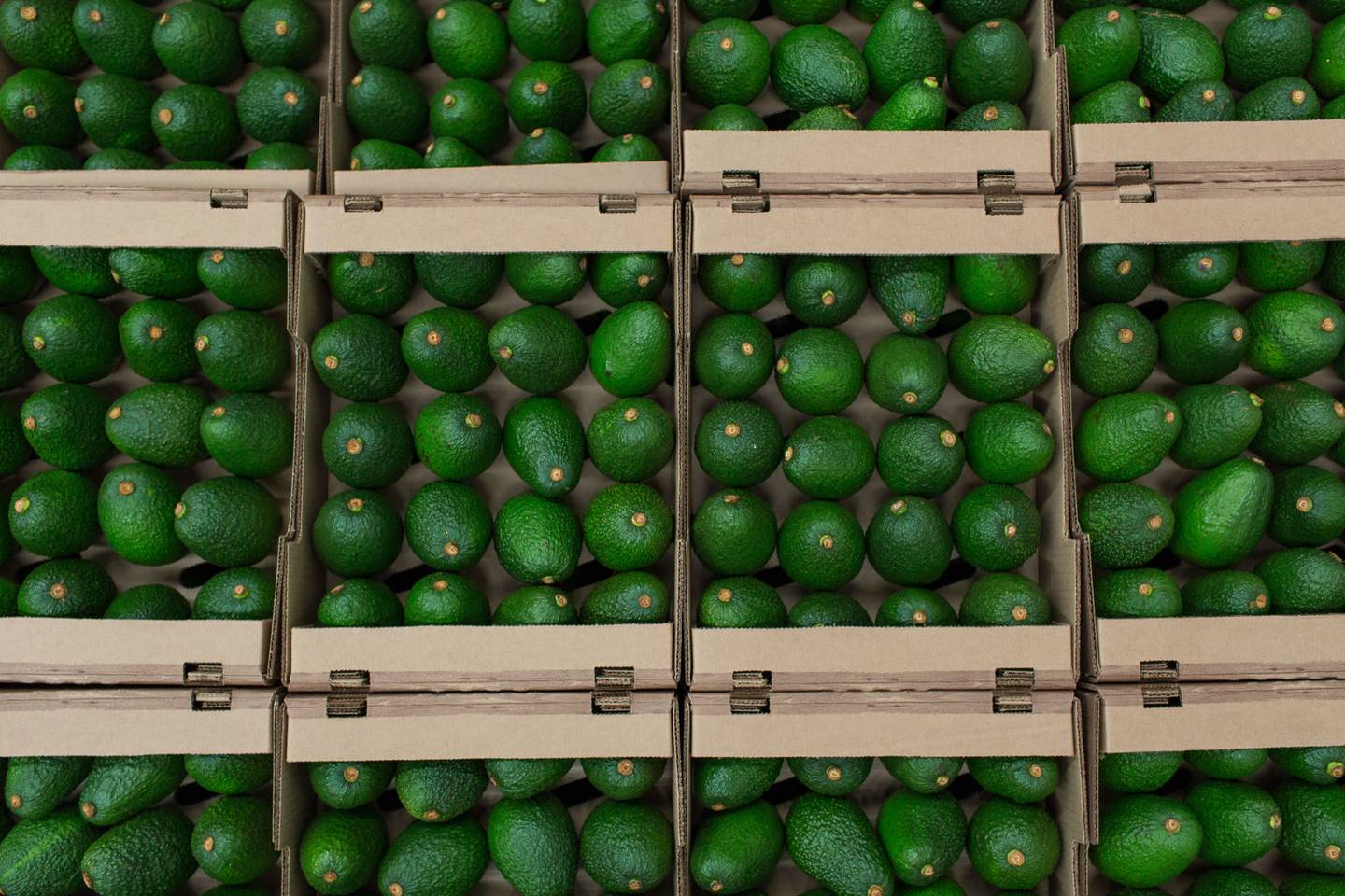 Aguacates hass en cajas en la planta de procesamiento de Tropy Fruits en el departamento de Caldas, Colombia, el miércoles 11 de abril de 2018.