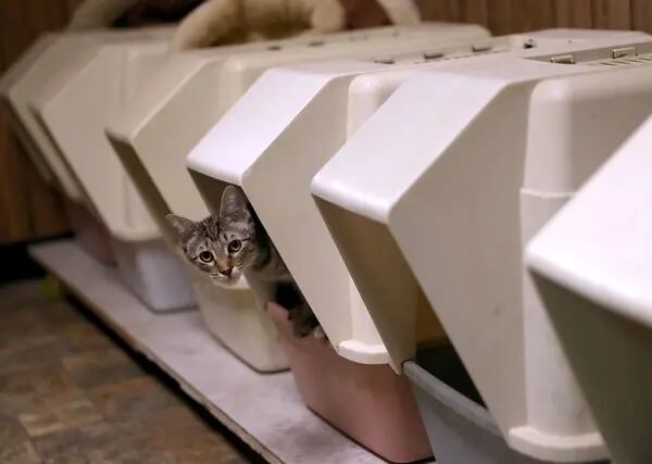 "Cat Lady" Turns California Home Into No-Cage Cat Sanctuary