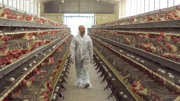 Cómo la gripe aviar en Argentina podría devastar a una industria alimenticia clave dfd