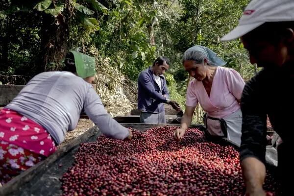 Workers inspect coffee cherries on a farm in Sonsonate, El Salvador.