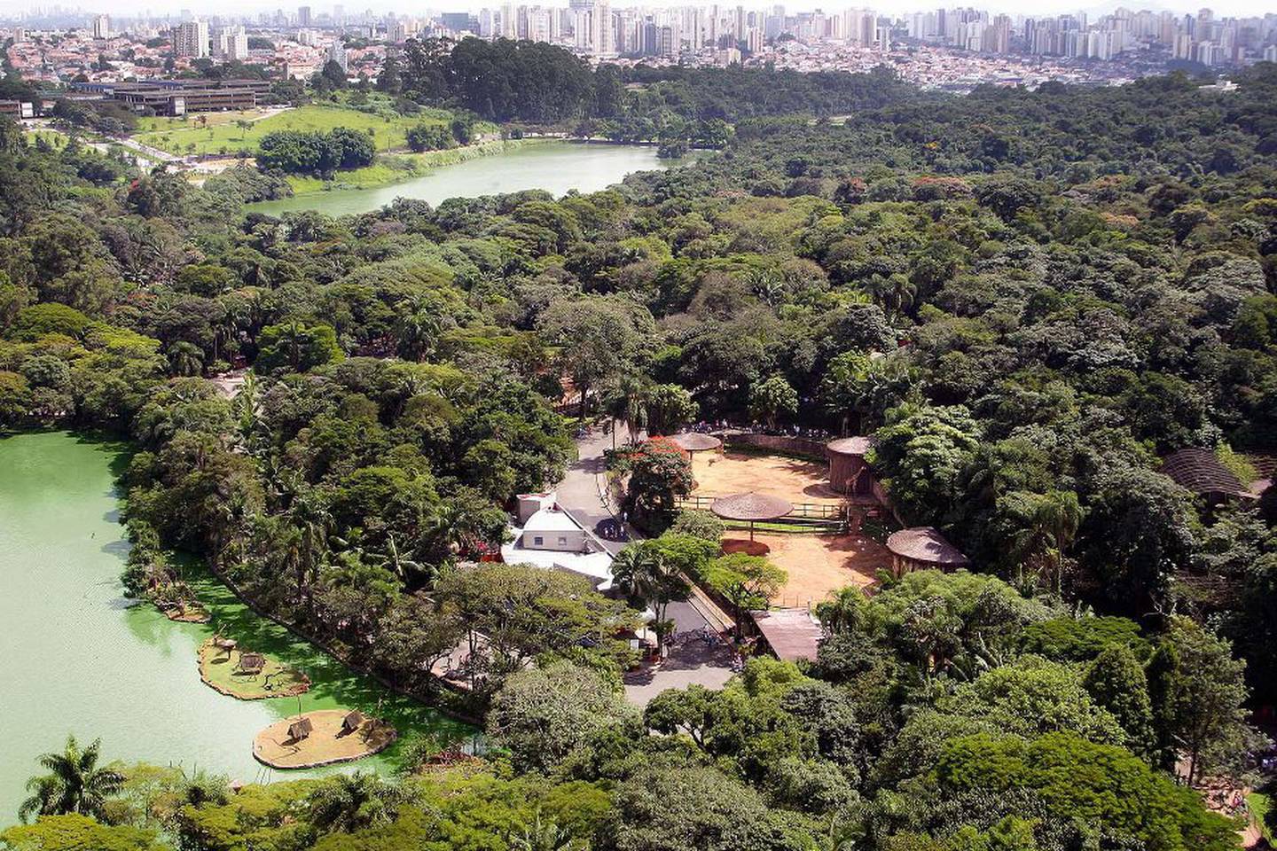 Zoológico de São Paulo tem registrado público de até 12 mil pessoas nos finais de semana, acima da média antes da pandemiadfd