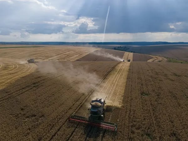 Cosechadoras de la empresa agrícola Continental Farmers Group cosechan trigo el 4 de agosto de 2022 en la región ucraniana de Ternopil.
