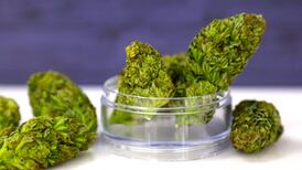 Flor seca de cannabis colombiana llegará al mundo tras primeros anuncios de ventas