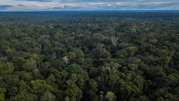Verde en el bosque y en el bolsillo: Moss vende partes del Amazonas para su conservacióndfd