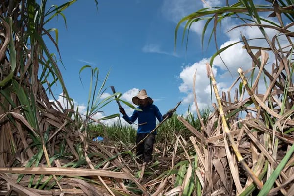 Un trabajador corta caña de azúcar durante una cosecha en Obando, departamento del Valle del Cauca, Colombia.