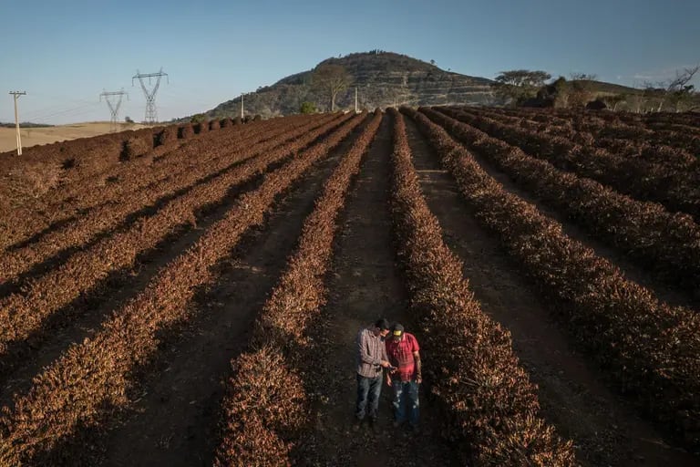 Farmers check on coffee plants destroyed by frost near the town of Caconde in Sao Paulo state Photographer: Jonne Roriz/Bloombergdfd