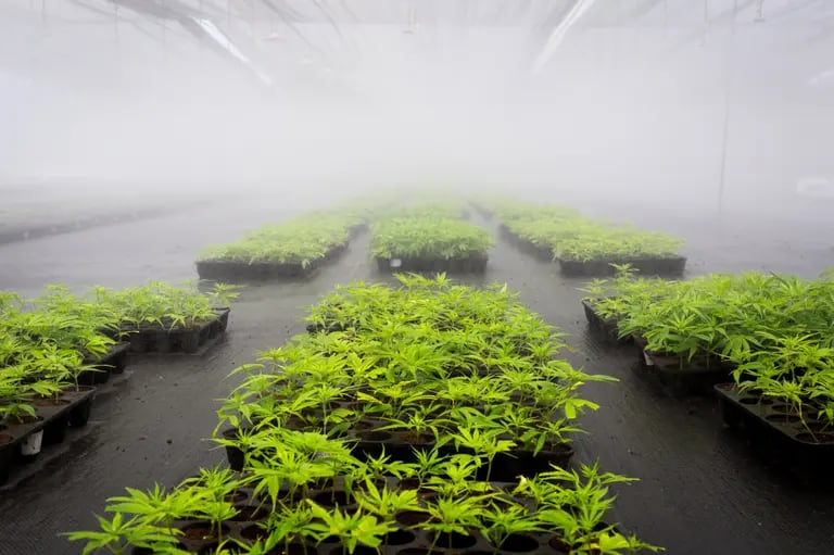 Las plantas de marihuana crecen en las instalaciones especiales.dfd