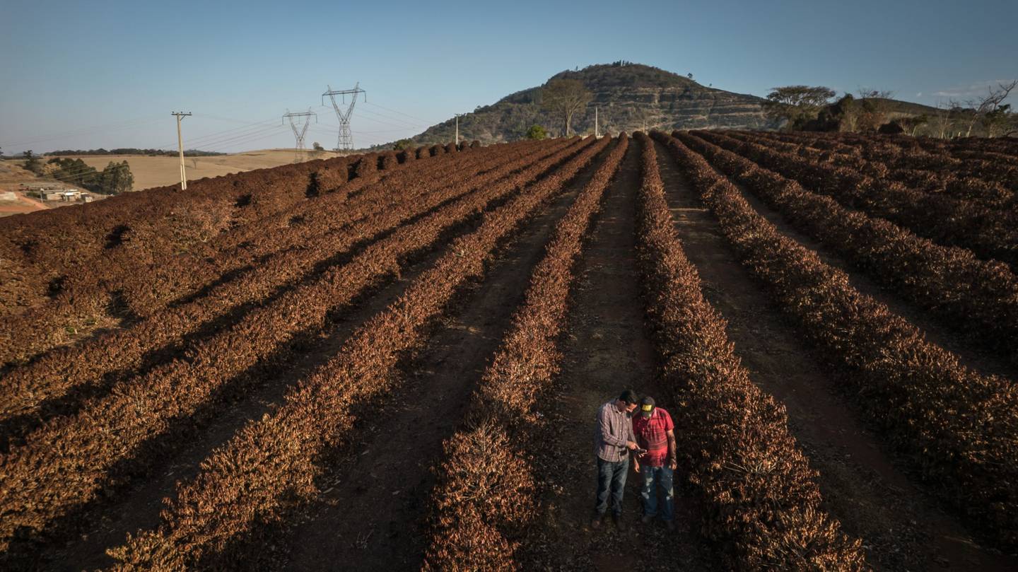 Farmers check on coffee plants destroyed by frost near Caconde, Sao Paulo state, Brazil. Photographer: Jonne Roriz/Bloombergdfd