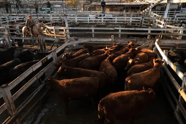 Los empacadores de carne de Paraguay probablemente faenarán entre un 20% y un 25% menos de ganado este mes debido a la falta de contenedores de envío