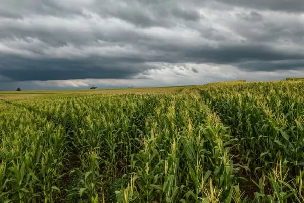 Corn producers and exporters were informed of China’s decision by the Brazilian agriculture ministry in a meeting on August 5.
