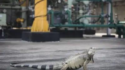 An iguana at an Ecopetrol refinery in Barrancabermeja, Colombia, in February 2022.