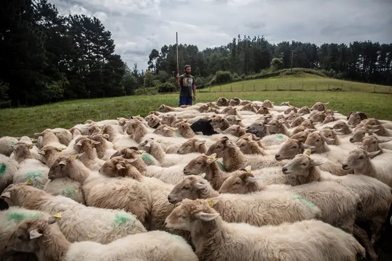 Julen las ovejas que pastan al aire libre en Errigoiti, Bizkaia, junto a su perro. Fotógrafo: Ángel García/Bloombergdfd
