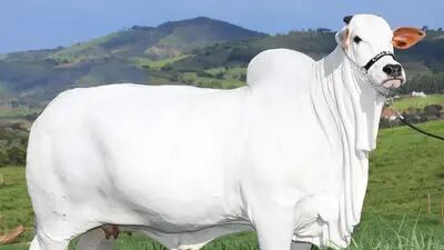 vaca nelore é avaliada em quase R$ 8 milhões após ter 50% dos seis direitos negociados por R$ 3,9 milhões em leilão