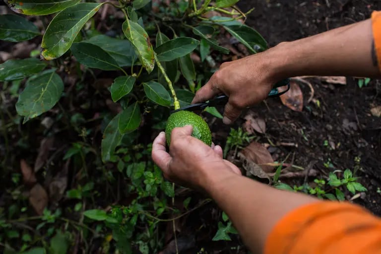 Un trabajador corta un aguacate de un árbol durante una cosecha en el departamento de Antioquia, Colombia, el lunes 16 de abril de 2018.dfd