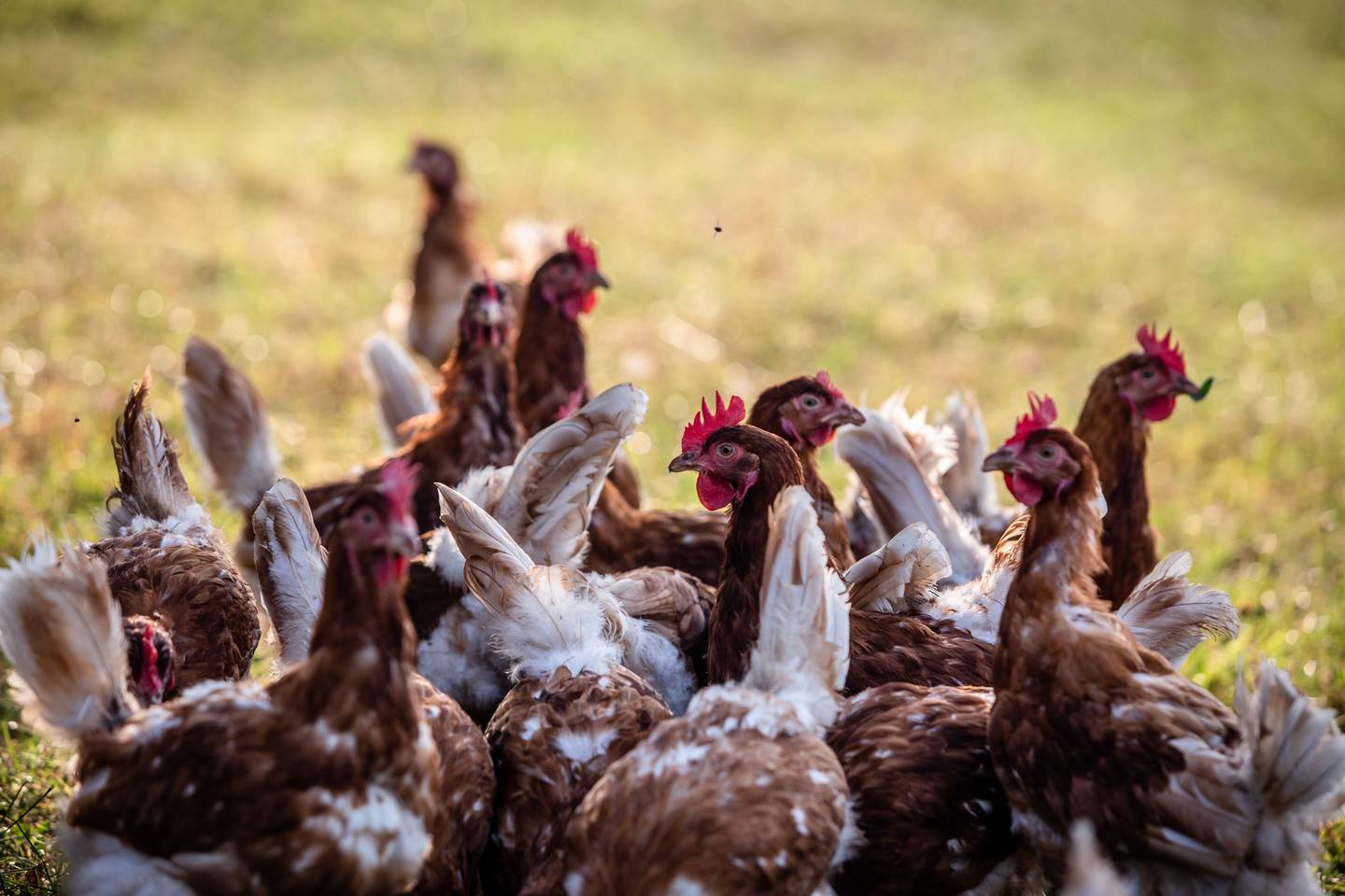 La transmisión de la influenza aviar en humanos es bajo, pero los trabajadores de las granjas son los más propensos a contagiarse.