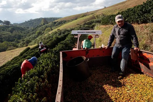 Workers harvest coffee on a farm in Guaxupe, Minas Gerais state.