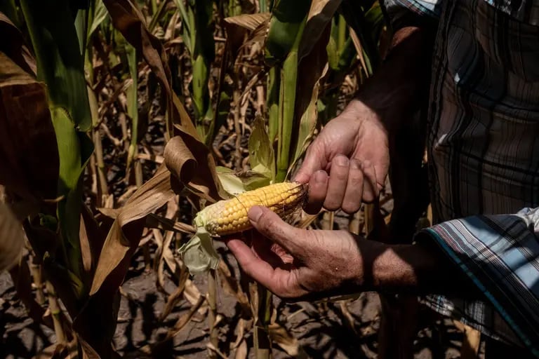 Stunted corn growth due to drought during a heat wave in Buenos Aires province, Argentina, Jan. 11, 2022. dfd