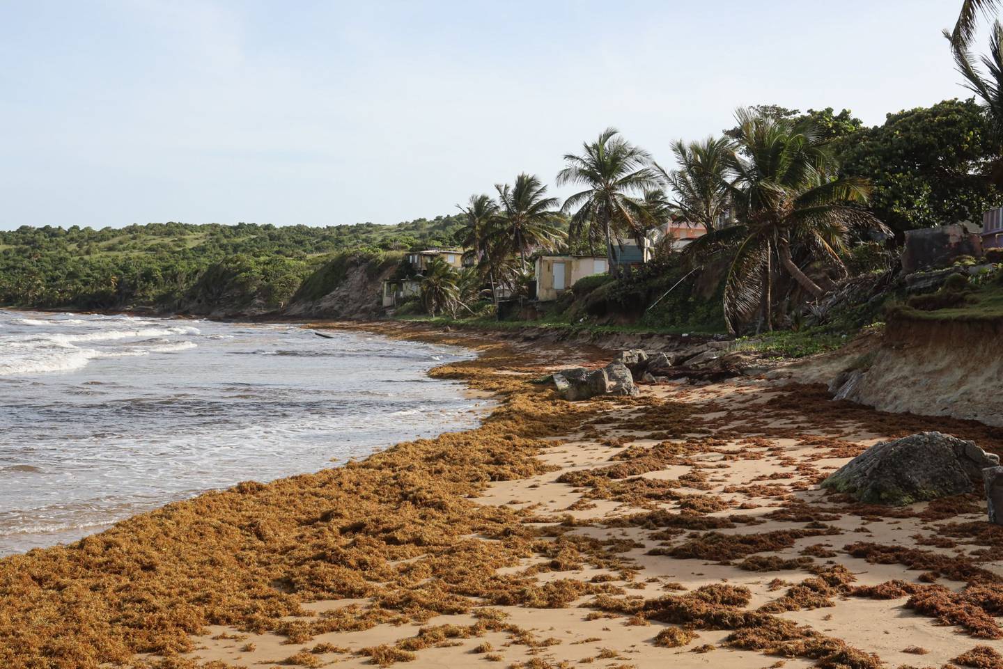 Algas marinas flotantes 'Sargassum' en las playas de Emajagua, Puerto Rico.