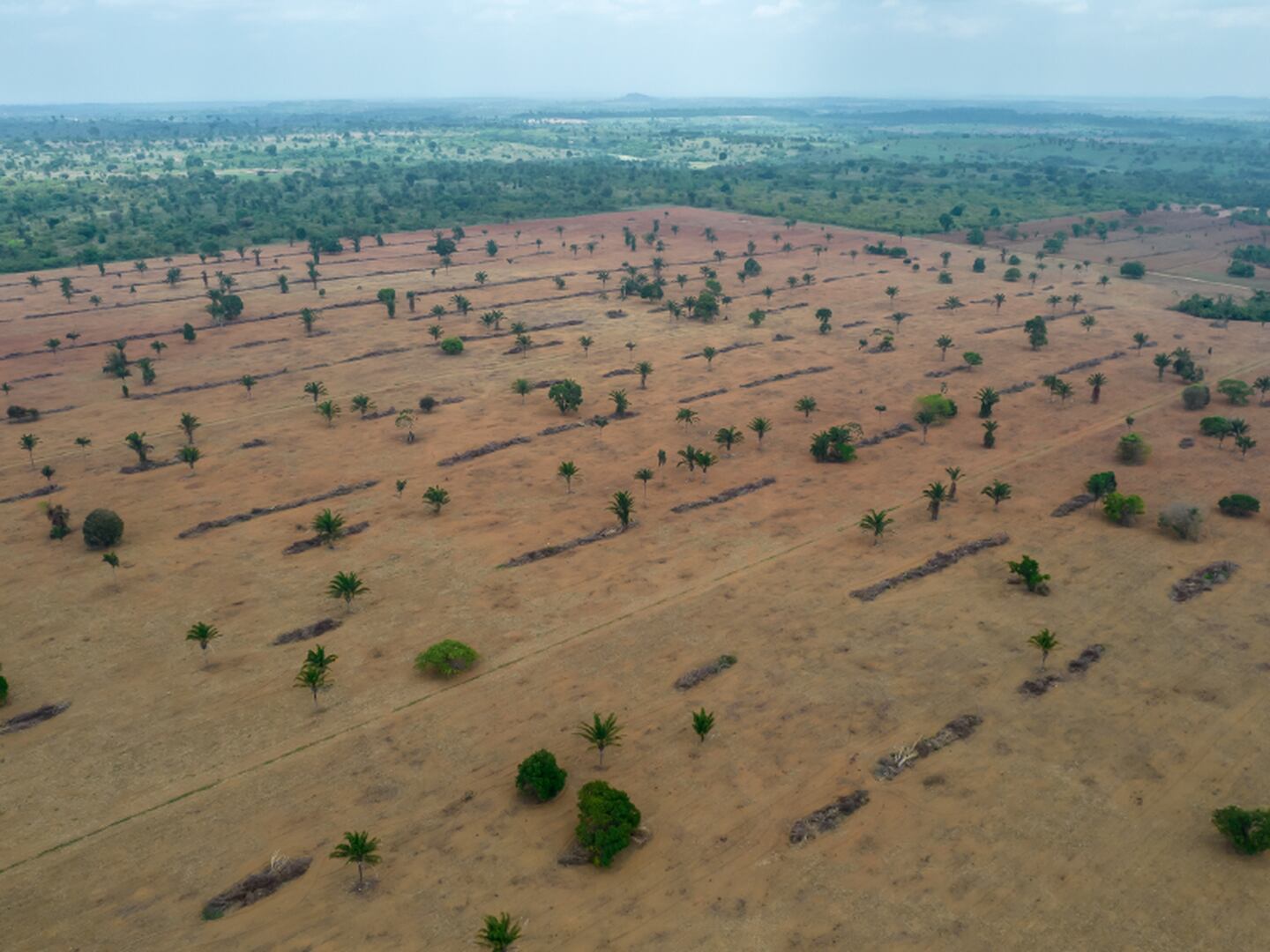 Mercado de carbono pode ser uma saída para a diminuição do desmatamento ilegal da Amazônia, que vem batendo sucessivos recordes ano após anodfd