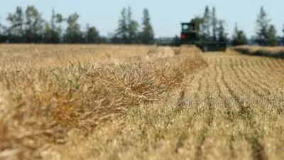 Departamento de Agricultura dos EUA reduziu a previsão para a produção canadense e russa