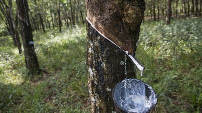 Latin America’s Rubber Industry Looking to Bounce Onto the World Stage dfd