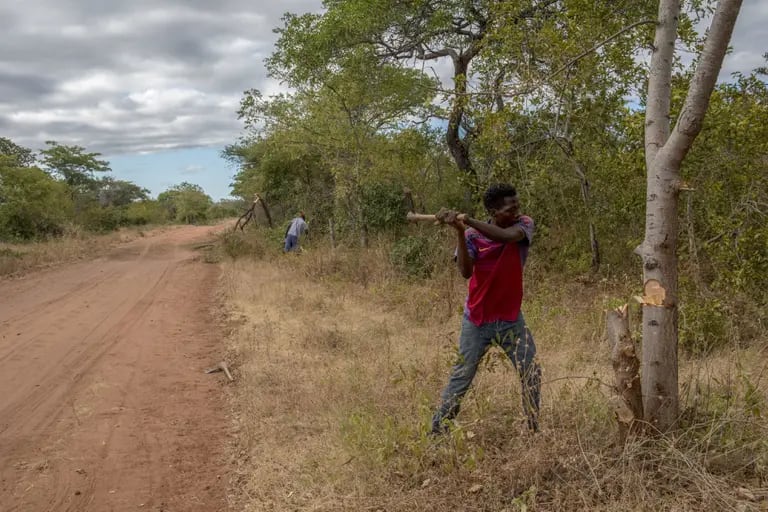 In 2021, Zimbabwean workers cleared vegetation that could otherwise stoke wildfires near their village, part of South Pole's Kariba project.dfd