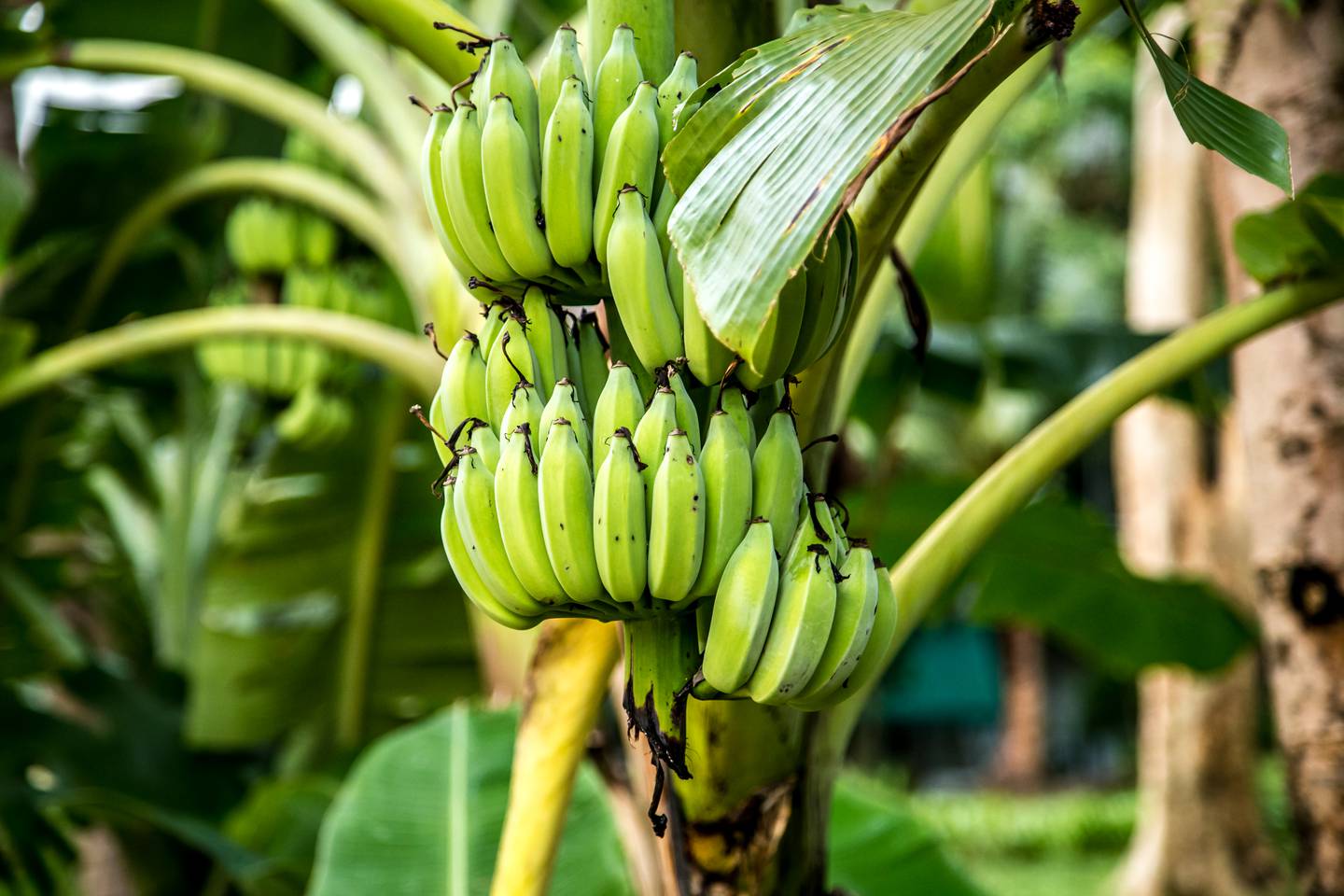 El banano es el principal producto del sector agropecuario que lidera la exportación de Panamá