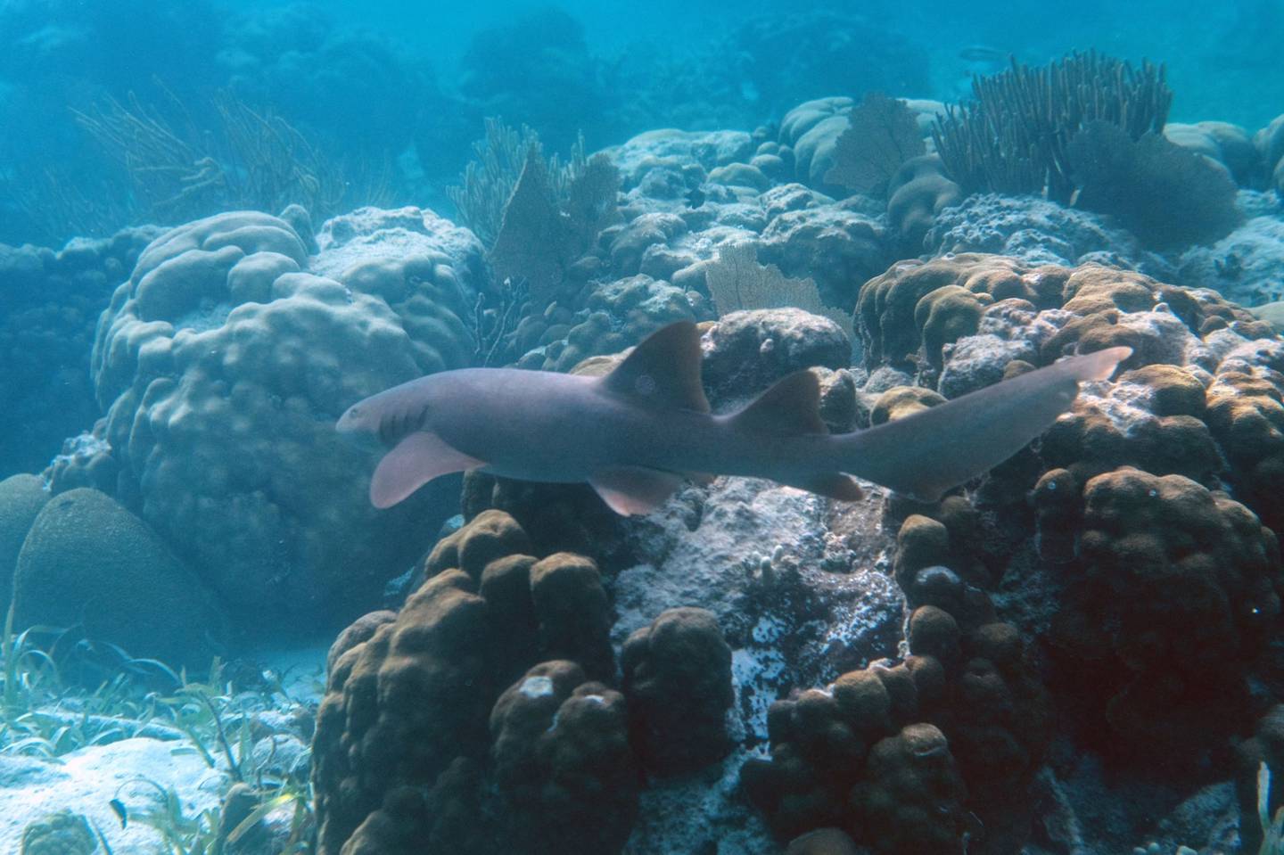 A Nurse Shark (Ginglymostoma cirratum) is seen at the Hol Chan Marine Reserve coral reef in the outskirts of San Pedro village, in Ambergris Cay, Belize.