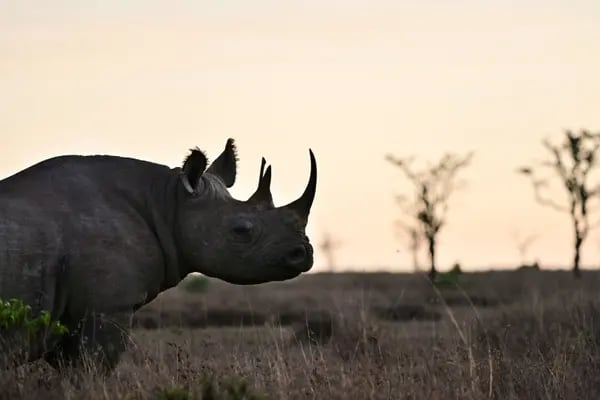 Um rinoceronte negro na reserva de ol-Pejeta perto do Monte Quênia
