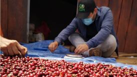 Honduras exonera del impuesto sobre la venta al café como producto de consumo popular