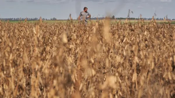 Por la ola de calor en Argentina no habrá súper campaña de soja, reconocen en el sectordfd