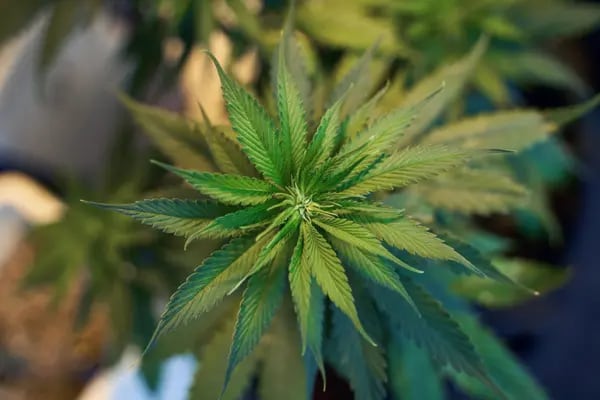 Cultivo de plantas de cannabis en un laboratorio de investigación.