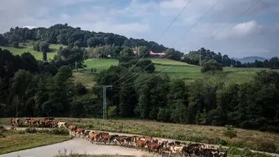Vacas de la cooperativa Bizkaigane andan al aire libre.