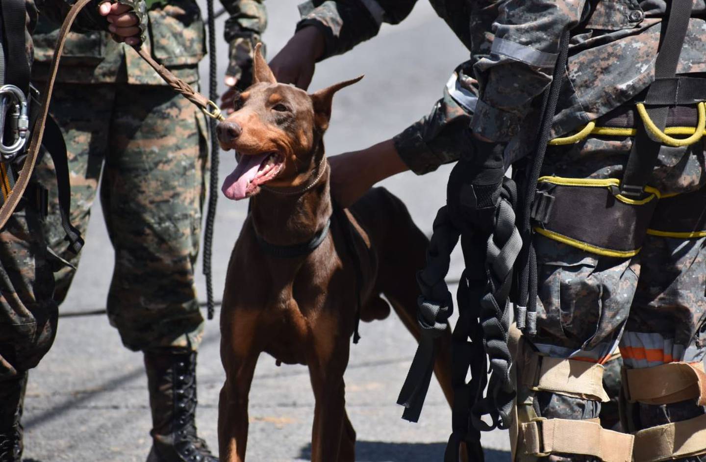La unidad canina de la Primera Brigada de la Policía Militar de la "Guardia de Honor" del Ejército de Guatemala apoya con el canino K9 "Blacky", en el socavamiento en la zona 6 de Villa Nueva para ayudar con la búsqueda y rescate las víctimas desaparecidas.dfd