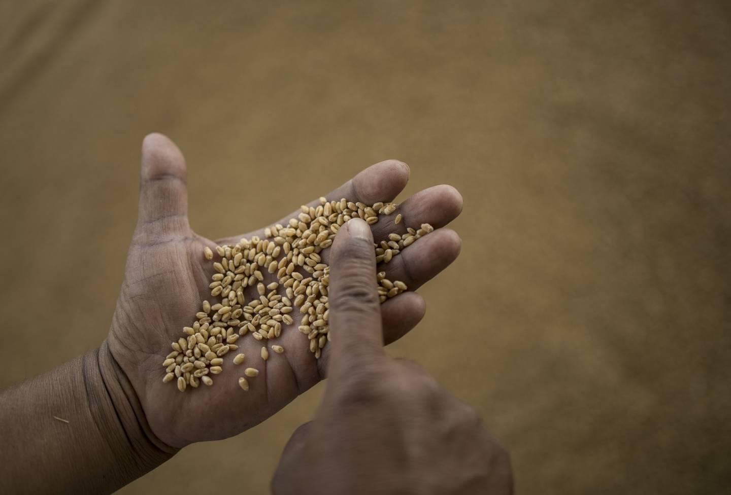 A buyer examines the quality of wheat grains at a wholesale market in the Narela district of New Delhi, India.