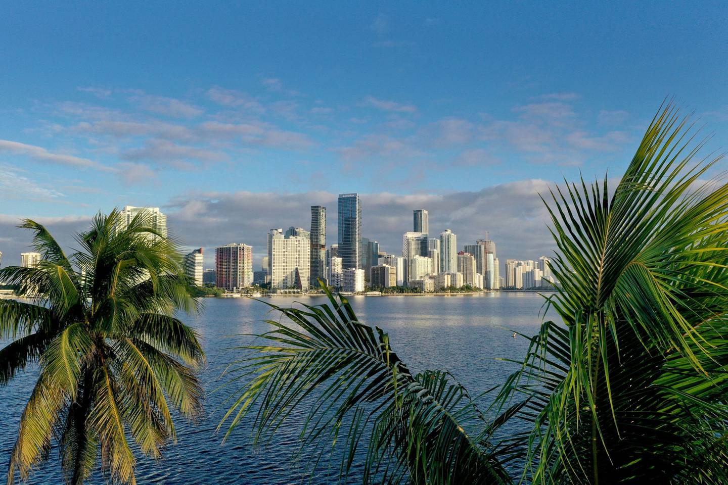 Vista aérea de palmeras enmarcando el perfil de la ciudad el 27 de octubre de 2021 en Miami, Florida. Foto: Joe Raedle/Getty Images