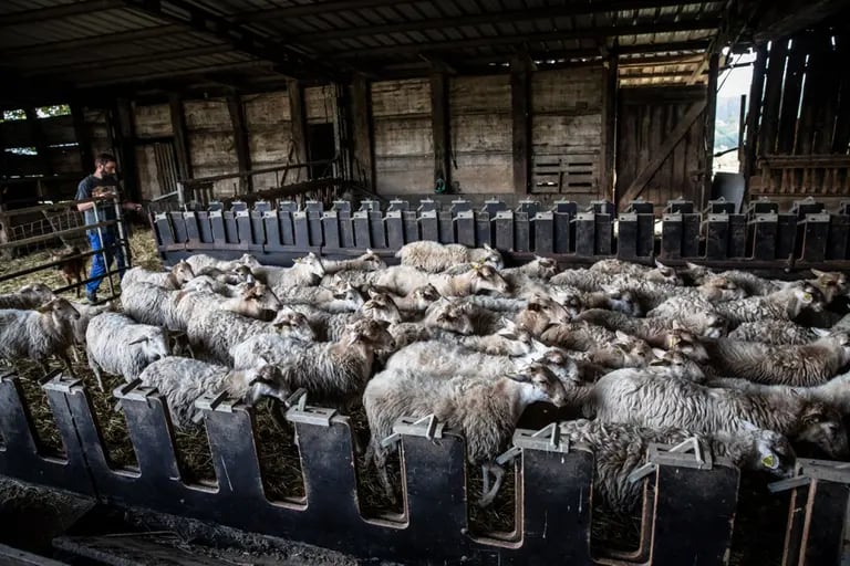 Julen, uno de los miembros de la cooperativa Bizkaigane, se prepara para alimentar a las ovejas. Fotógrafo: Ángel García/Bloombergdfd