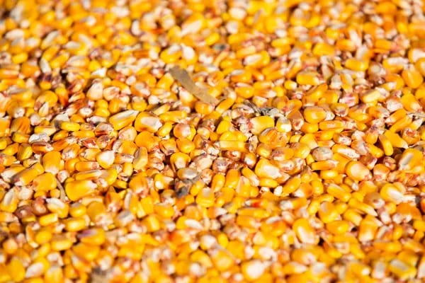 Un montón de maíz durante una cosecha en una granja en Union Springs, Nueva York, Estados Unidos, el sábado 7 de noviembre de 2020.