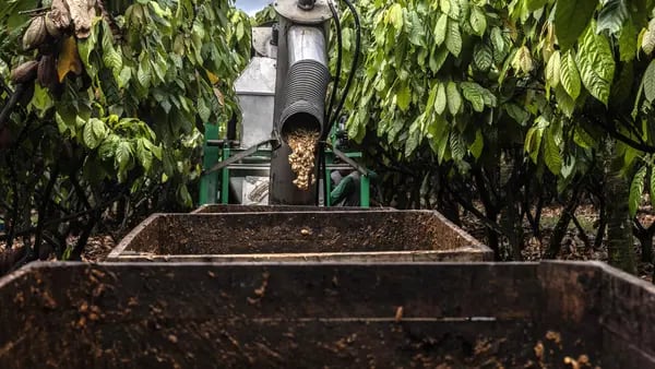 Cacaotales brasileños apuestan por la alta tecnología para revalorizar un mercado en declivedfd