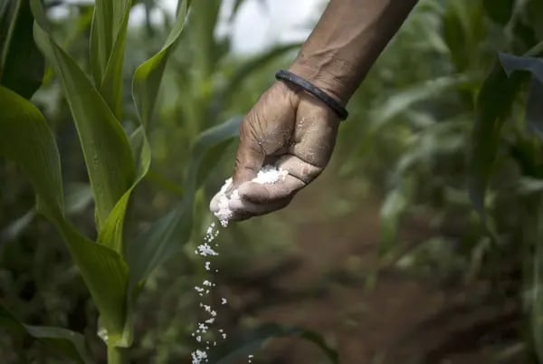 Un agricultor fertiliza un cultivo en una granja de la India. Fotógrafo: Anindito Mukherjee/Bloomberg