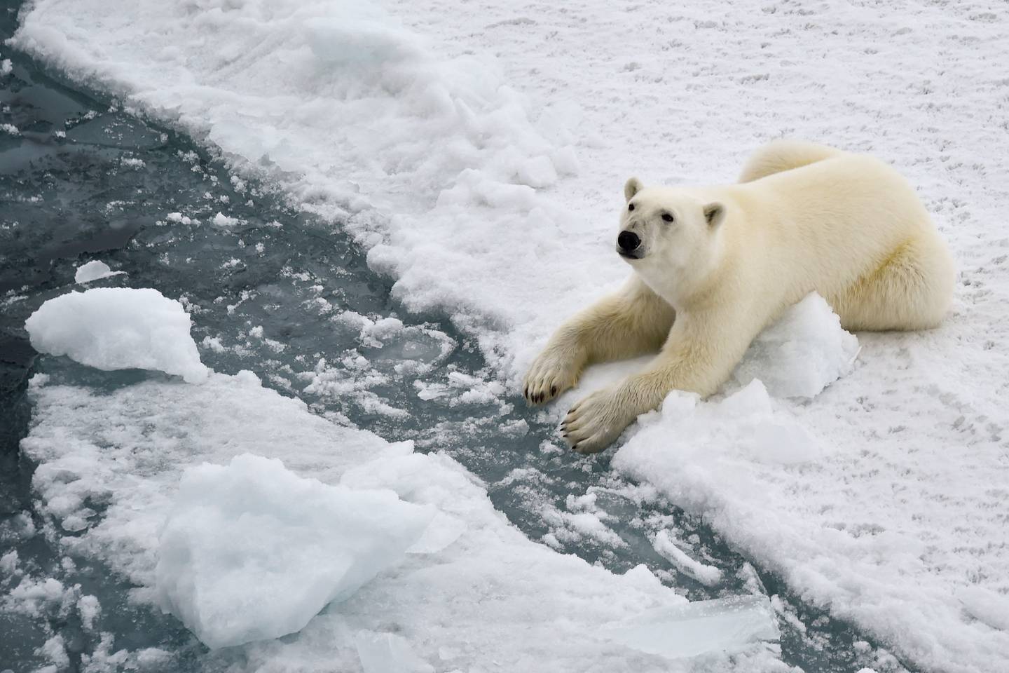 tempo No es suficiente Hacer Los osos polares podrán adaptarse al cambio climático? Hay esperanzas