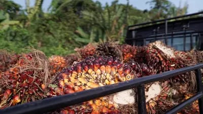Preço do fruto despencou com proibição da exportação em meio a temores de que o país não conseguirá armazenar a commodity para manter a oferta reprimida