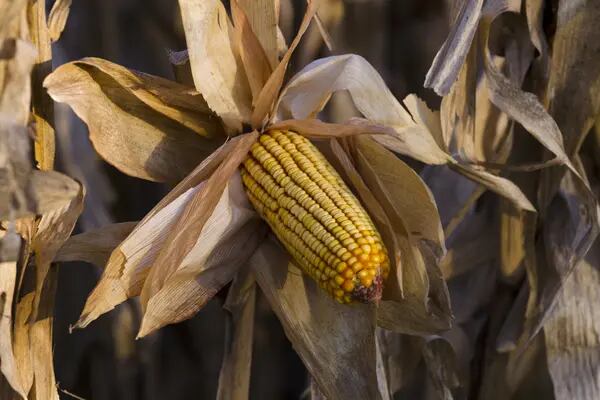 Plano de safra recorde de milho na Argentina tem sido abalado por uma pragadfd